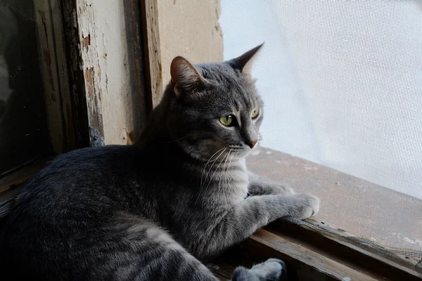 Schöne graue Katze auf der Fensterbank und Blick zum Fenster — Stockfoto