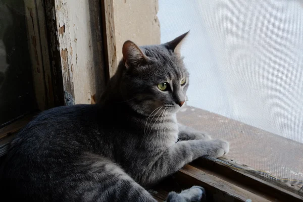 Bella gatta grigia su un davanzale della finestra e guardando alla finestra — Foto Stock