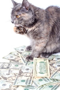 sarı gözleri dolar üzerinde kabarık kedi. çizgili değil safkan yavru kedi. küçük bir avcı. küçük kedi.