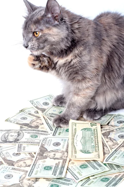 Gato esponjoso con ojos amarillos sobre dólares. Gatito de rayas no de raza pura. Pequeño depredador. Pequeño gato . — Foto de Stock