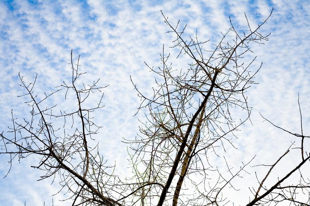 Detailed tree branches against sky with white clouds