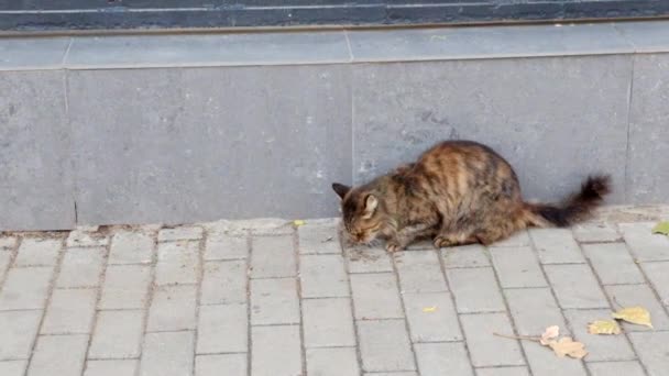 Stry tom cat eating in the street full HD footage — Stock Video