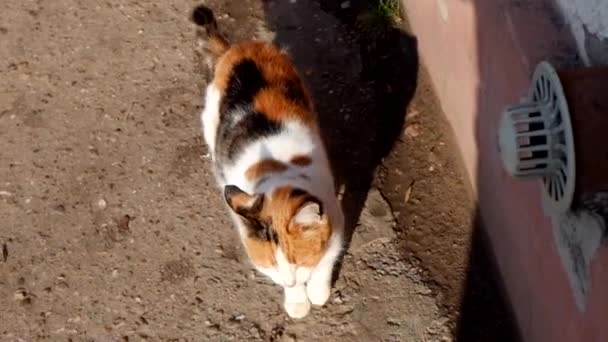 Tree coloured pussy cat walking in the street from above view — Stock Video