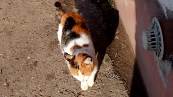 Fa színes cica macska sétál az utcán, felülről megtekintése