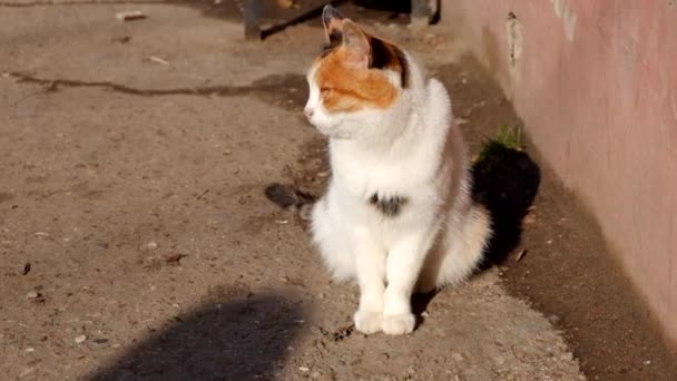 Fitta katt sitter på gatan på den ljusa solen full Hd filmen — Stockvideo