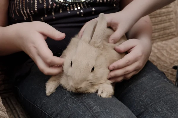 Small bunny on the girls laps toned colorized image — Stock Photo, Image