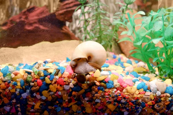 Snail in the fish tank over colorful gravel. — Stock Photo, Image