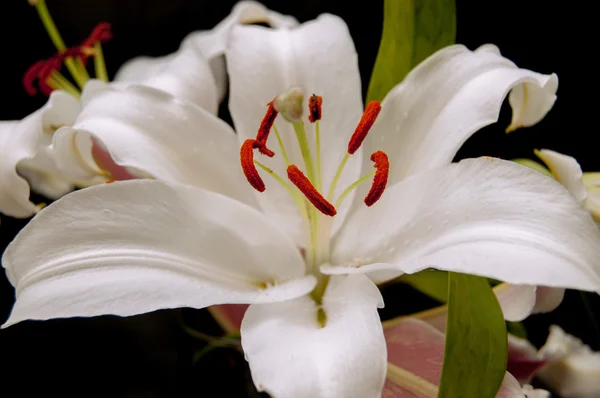 Grande flor de lília branca close up imagem — Fotografia de Stock