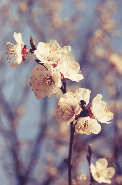 Цветение сакуры тонизированное изображение в стиле Instagram — стоковое фото