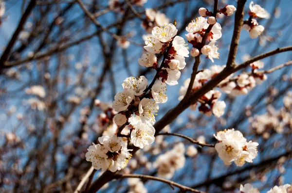 Kersenbloesem. Witte bloemen op de takken — Stockfoto