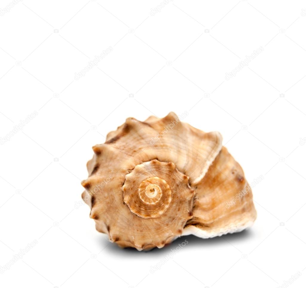 Spiral shell front view isolated on white