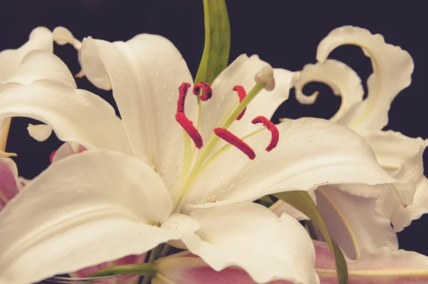 Крупный план белой лилии — стоковое фото