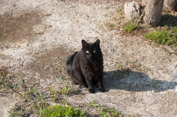 Чорна кішка сидить на відкритому повітрі і дивиться на камеру — стокове фото