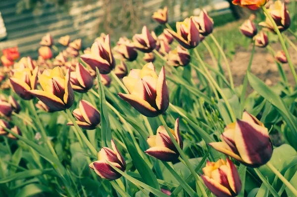 Campo de tulipas. Flores de cores diferentes — Fotografia de Stock