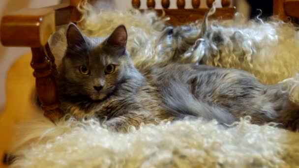 Кицька кіт лежить на овчині повний HD — стокове відео