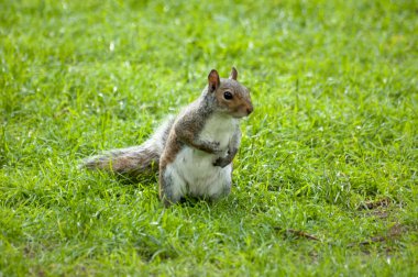 Şirin ve sevimli sincap. Gri sincap çayırda.