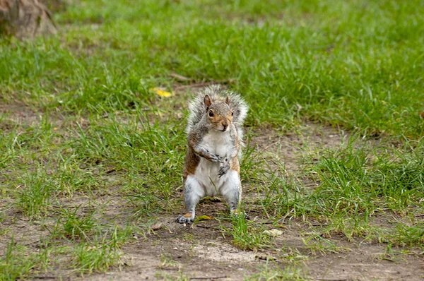 Porträt eines westlichen Grauhörnchens, das auf der Wiese frisst . — Stockfoto