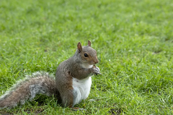 Mókus állt, és eszik egy anya. Szürke mókus a réten — Stock Fotó