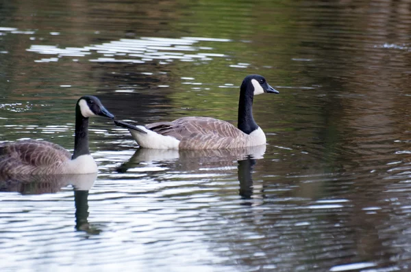 Two Wild duck in a pond — Stock Photo, Image