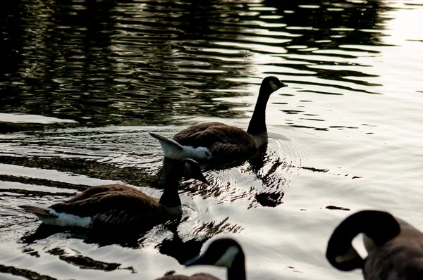 Wild duck in a pond backlit image — Stock Photo, Image