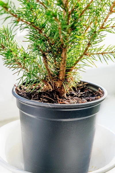 Primer plano del árbol siempreverde en la maceta —  Fotos de Stock