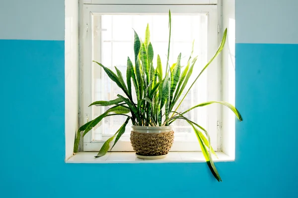 Planta en maceta de pie sobre la ventana retroiluminada. Color verde fresco — Foto de Stock