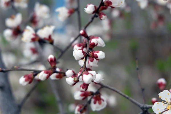 Frühling Kirschblüten, rosa Blüten. — Stockfoto