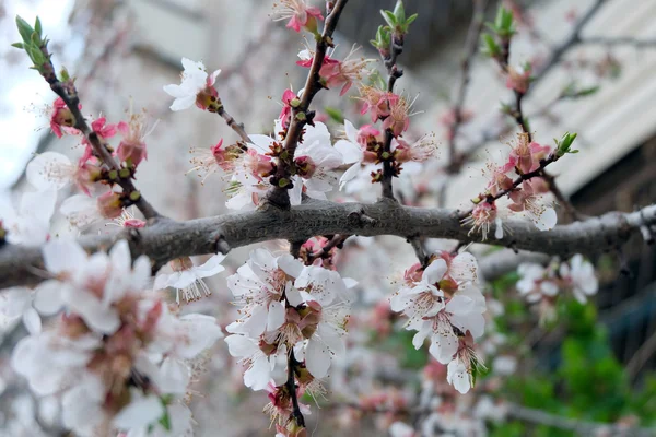 Kersenbloesem, roze bloemen. — Stockfoto