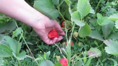 Kız bahçede çilek toplama