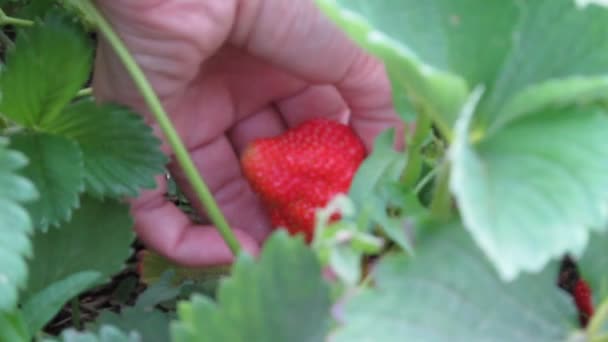 Макро відео збирання полуниці в саду — стокове відео