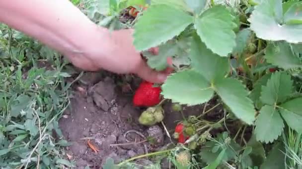 Plukken aardbeien in de tuin — Stockvideo