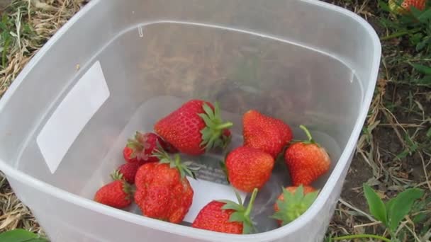 Plukken aardbeien in de tuin — Stockvideo
