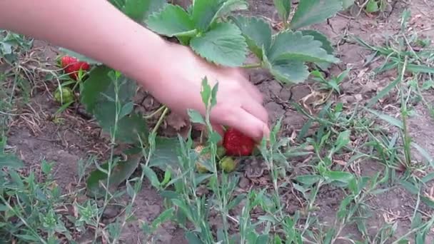 Plukken aardbeien in de tuin — Stockvideo