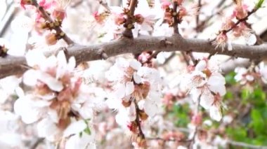 Kiraz çiçekleri makro veya çok portre görüntüleri