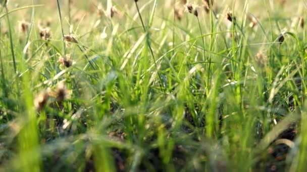 Imágenes macro de hierba verde de primavera en el viento — Vídeos de Stock