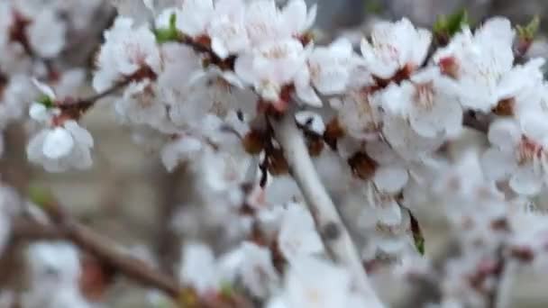 Spring Cherry blossoms, closeup flowers. — Stock Video