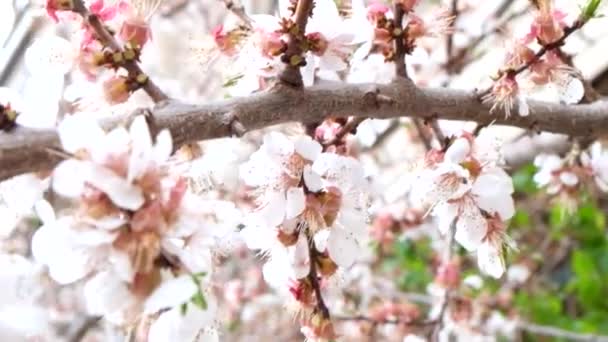 Flores de cerezo macro o material de primer plano — Vídeo de stock