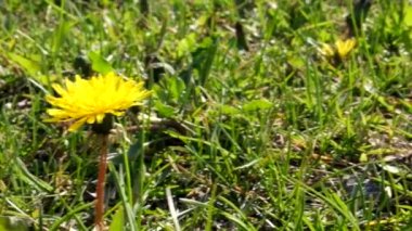 Sarı karahindiba görüntüleri. Bahar zamanı