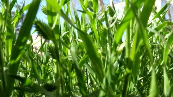 Frisches grünes Gras Nahaufnahme Makro — Stockvideo
