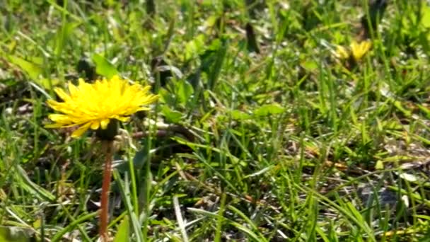 Sarı karahindiba görüntüleri. Bahar zamanı — Stok video