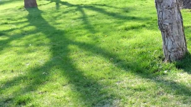 Low setting sun in green park casting long shadows on grass — Stock Video