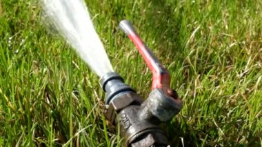 Taze yeşil çim çalışan su fıskiye