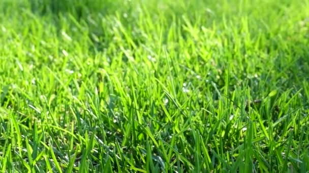 Herbe fraîche verte comme un beau fond de séquence — Video