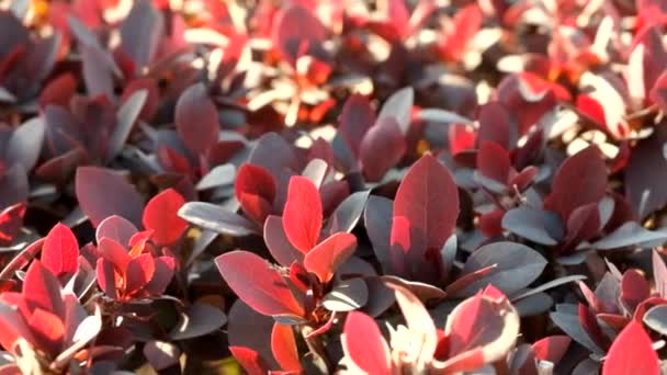 Arbusto rojo en una macro parque — Vídeos de Stock