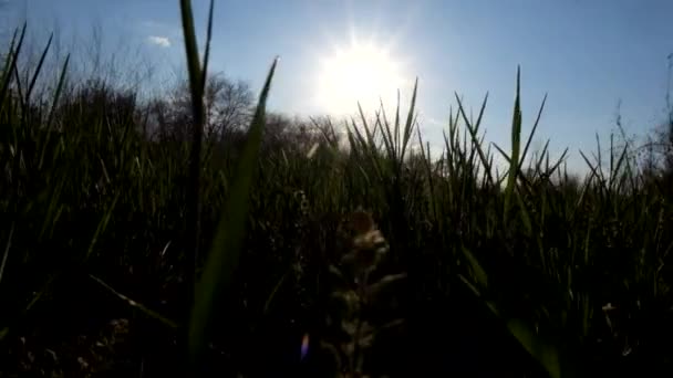 Jarní zelené trávě makro v podsvícení vítr. Slunce a obloha. — Stock video