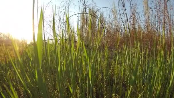 Våren gräs på nära håll — Stockvideo