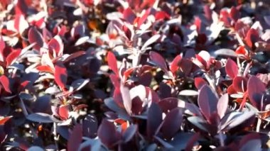 Kırmızı çalı yaprakları