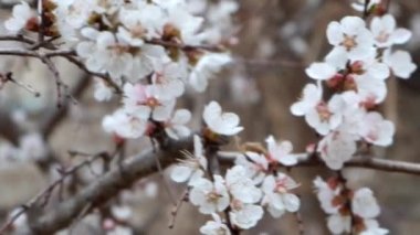 kiraz çiçeği ağacı