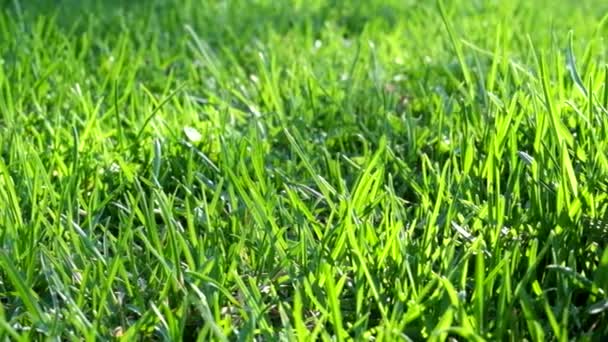 Herbe verte rétro-éclairée 