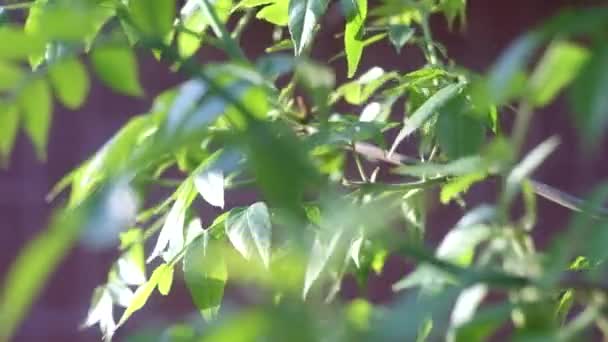 Wind blowing leaves — Stock Video